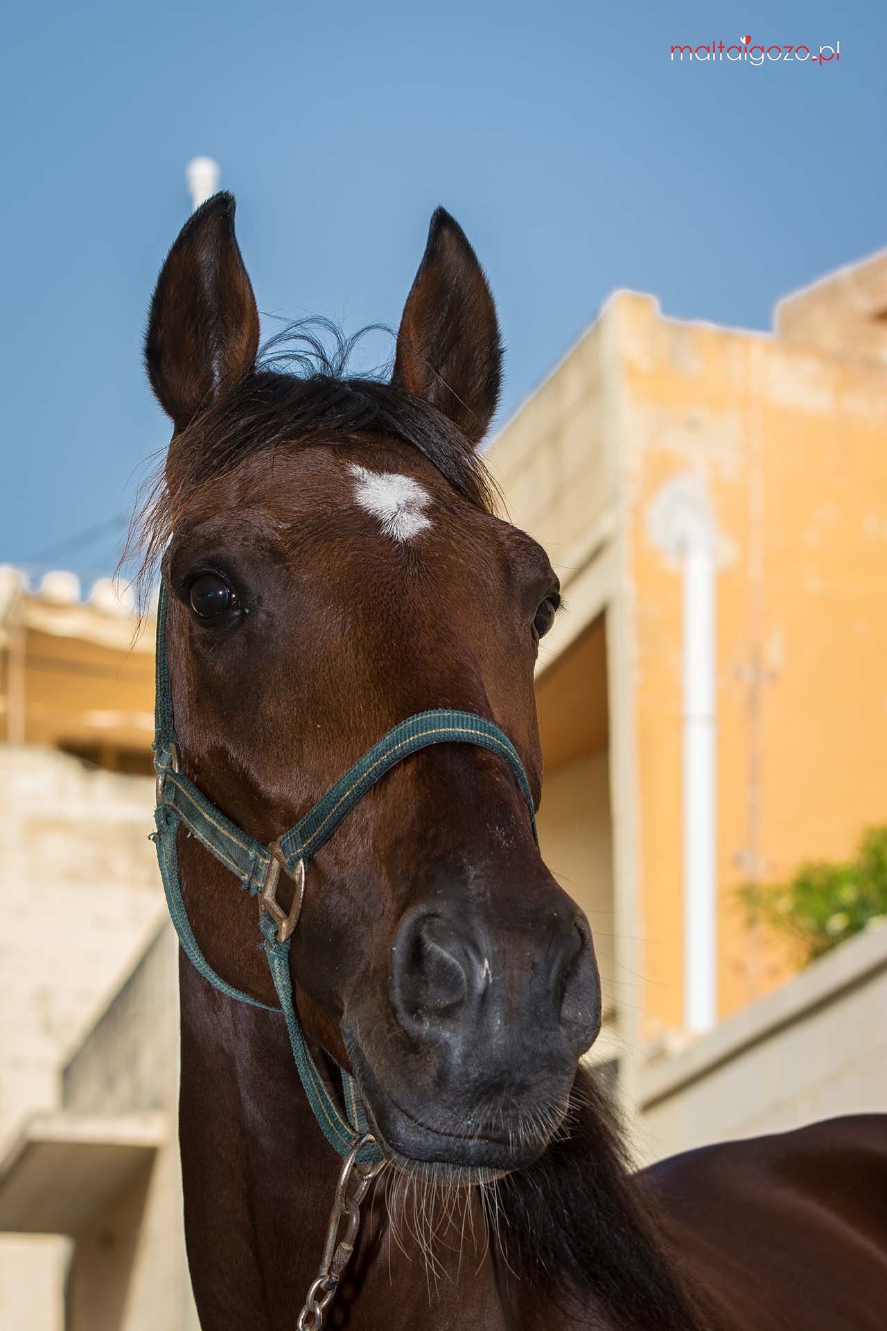 Gozo horses