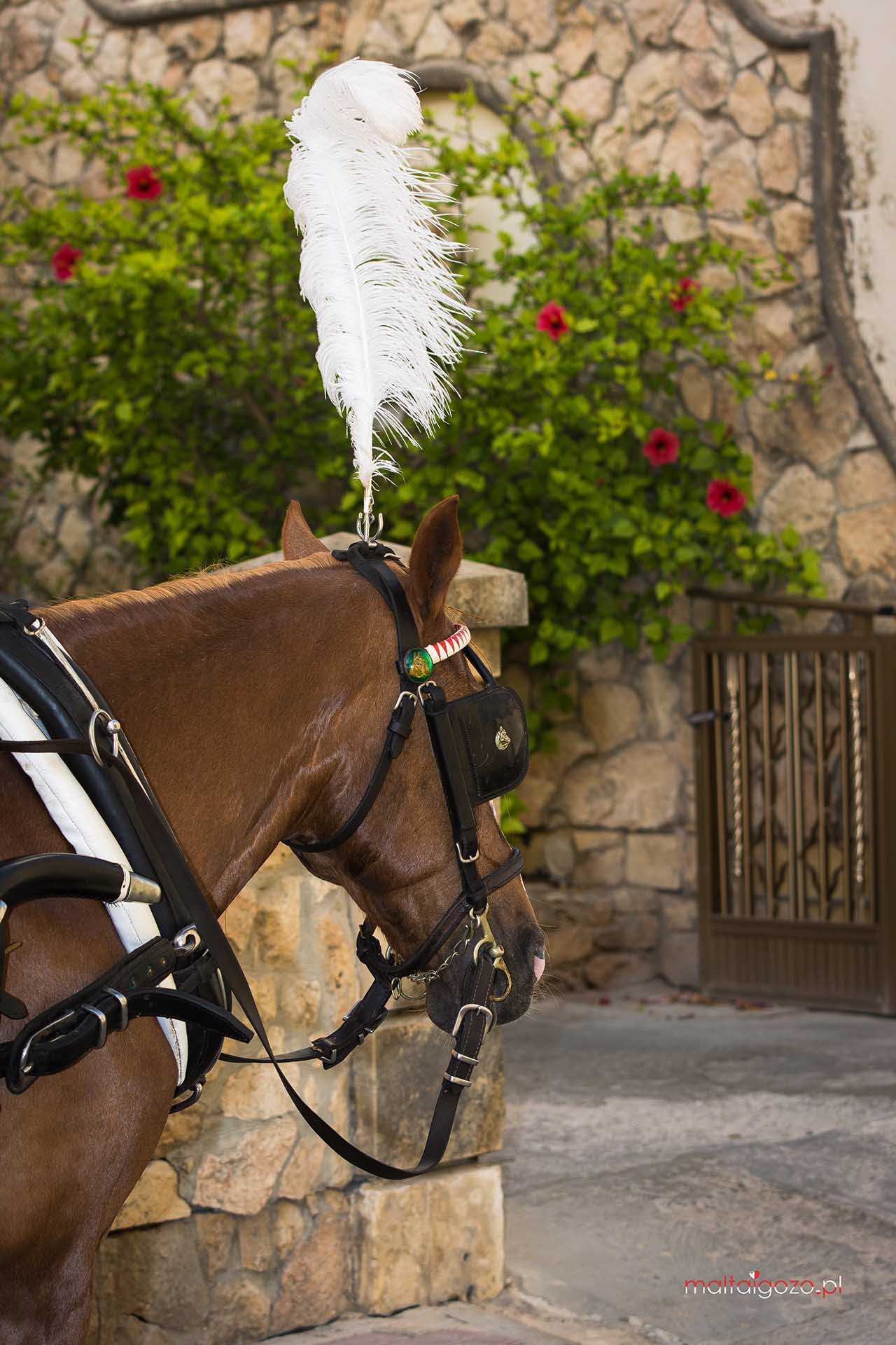 Gozo horses