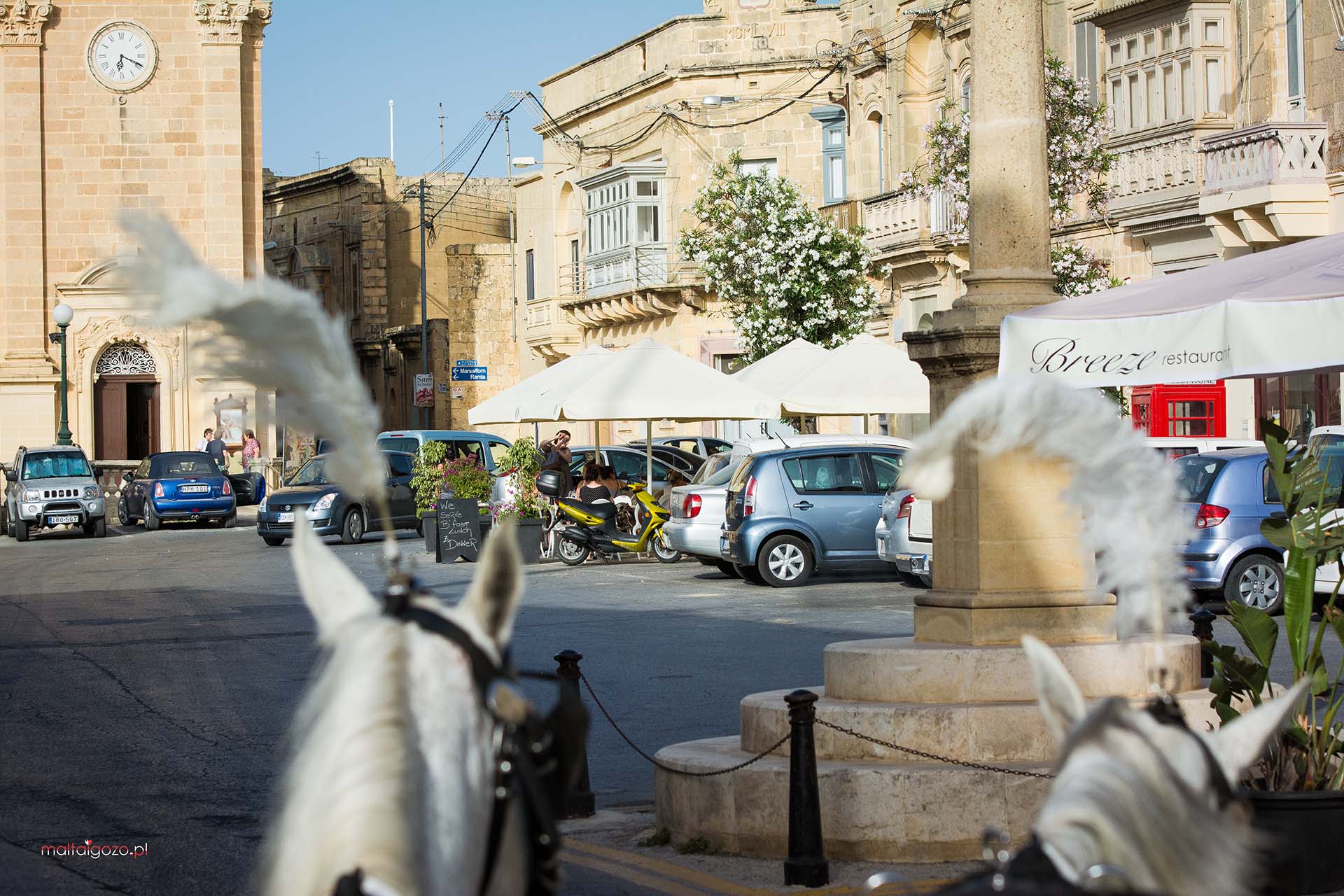 Konie na Gozo